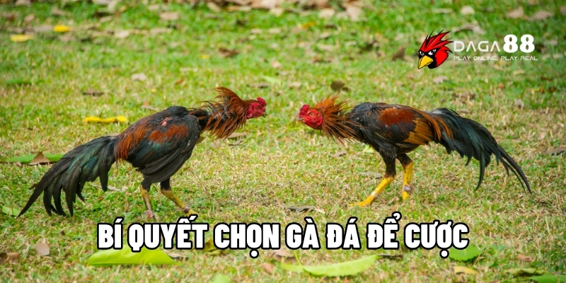 bí quyết chọn gà đá để cược