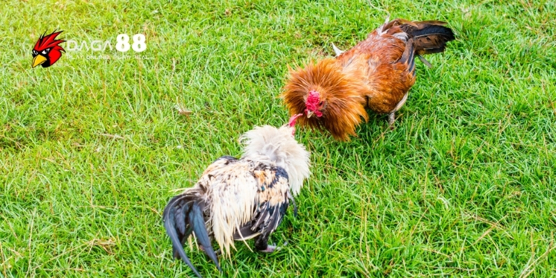 Bỏ Túi Ngay Bí Quyết Chọn Gà Đá Để Cược Chính Xác Nhất Tại DAGA88 4 Cách soi tướng gà trong bí quyết chọn gà đá để cược
