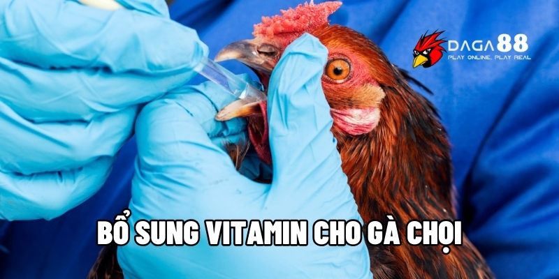 bổ sung vitamin cho gà chọi