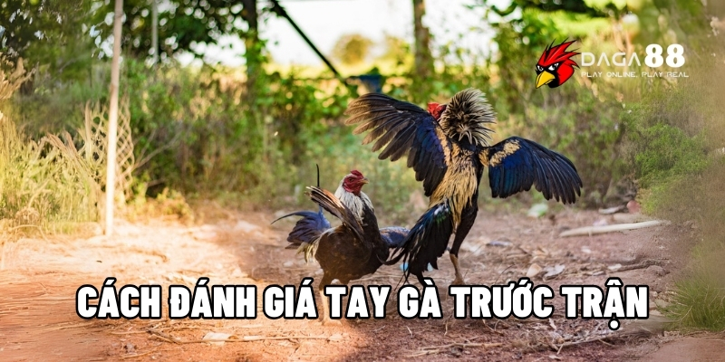 cách đánh giá tay gà trước trận