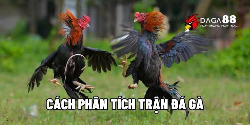 cách phân tích trận đá gà