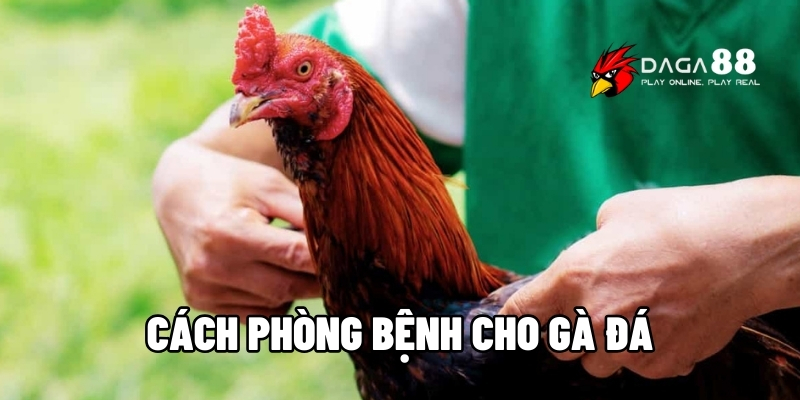 phòng bệnh cho gà đá