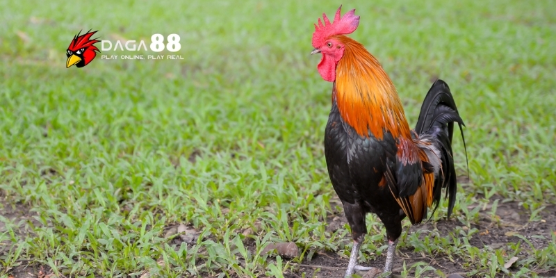Phòng Bệnh Cho Gà Đá - Chiến Kê Bất Bại Trên Mọi Sàn Đấu Cùng DAGA88 3 Các yếu tố khiến gà đá dễ mắc bệnh