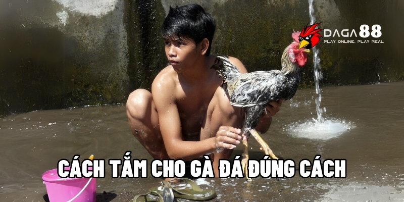cách tắm cho gà đá đúng cách