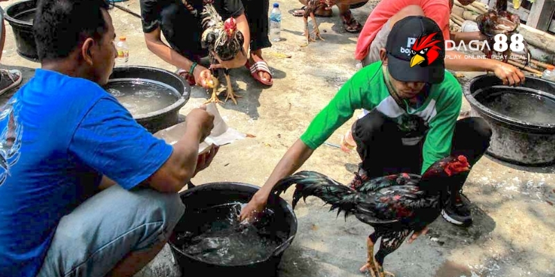 Cách Tắm Cho Gà Đá Đúng Cách - Bí Quyết Nuôi Gà Đá Khỏe Mạnh Tại DAGA88 3 Các phương pháp tắm cho gà đá phổ biến hiện nay