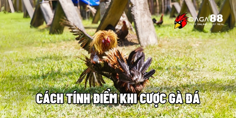 cách tính điểm khi cược gà đá