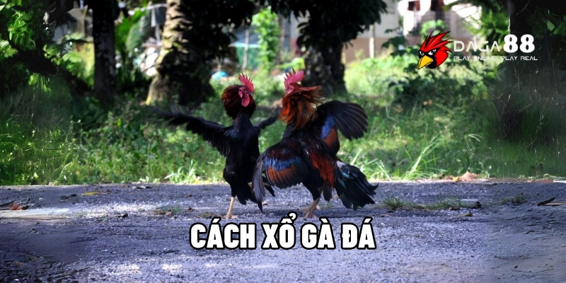cách xổ gà đá