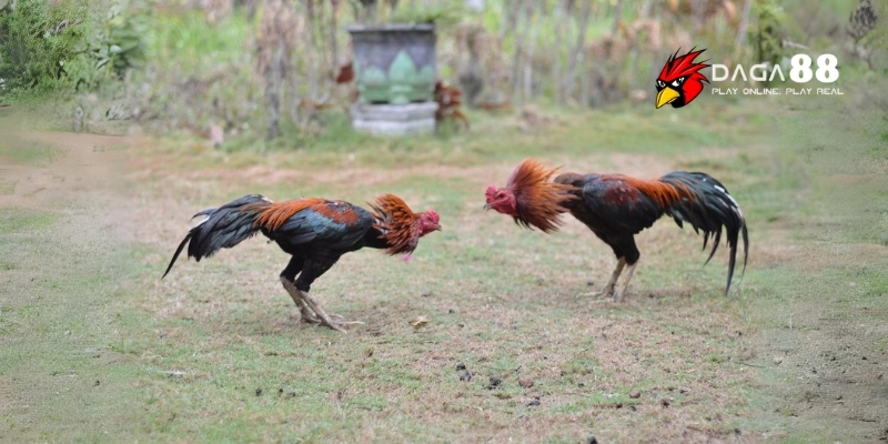 Cách Xổ Gà Đá Hiệu Quả – Bí Quyết Luyện Chiến Kê Sung Mãn Cùng DAGA88 2 Khái niệm xổ gà trong giới chọi gà