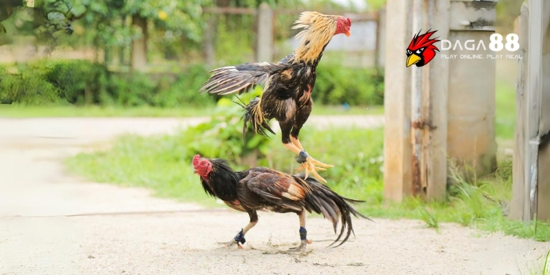 Cách Xổ Gà Đá Hiệu Quả – Bí Quyết Luyện Chiến Kê Sung Mãn Cùng DAGA88 3 Khi nào nên bắt đầu xổ gà?