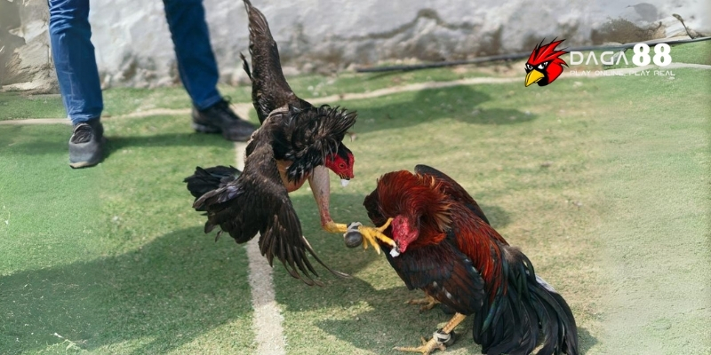 Cách Xổ Gà Đá Hiệu Quả – Bí Quyết Luyện Chiến Kê Sung Mãn Cùng DAGA88 4 Hướng dẫn chi tiết cách xổ gà đá đúng kỹ thuật