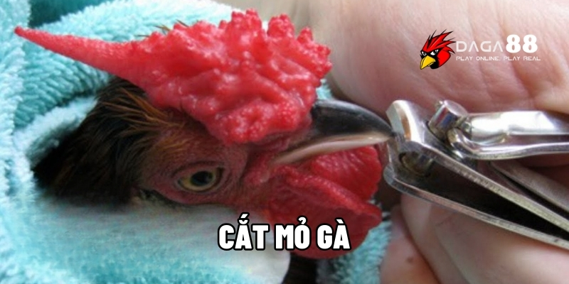 cắt mỏ gà