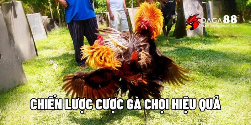 chiến lược cược gà chọi hiệu quả