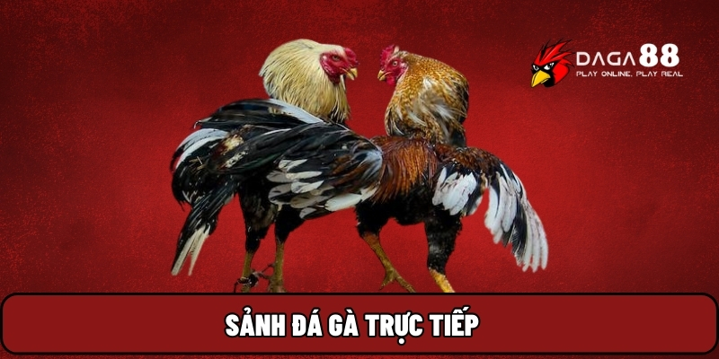 Sảnh đá gà trực tiếp