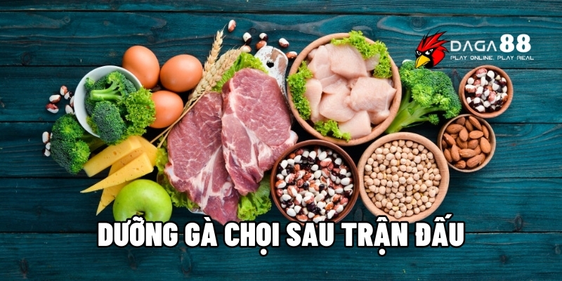 dưỡng gà chọi sau trận đấu
