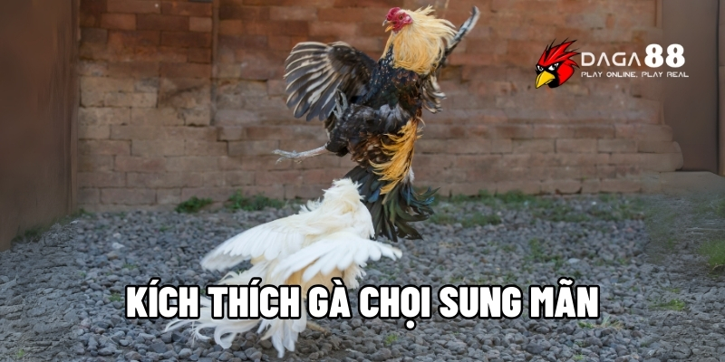 kích thích gà chọi sung mãn