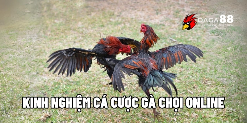 kinh nghiệm cá cược gà chọi online