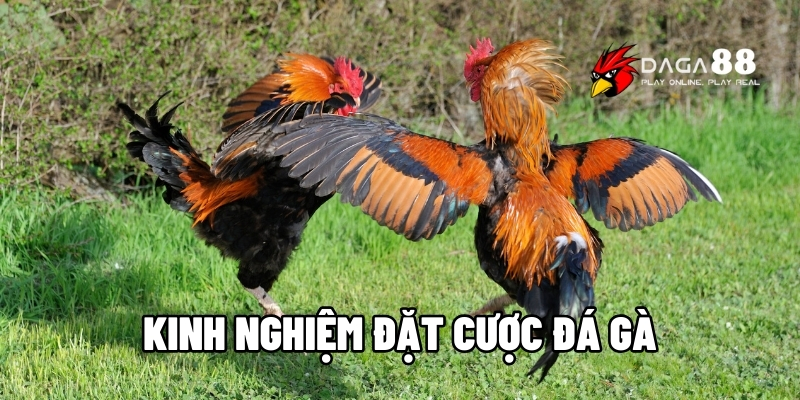 kinh nghiệm đặt cược đá gà