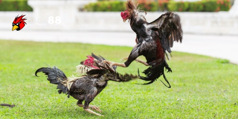 Kinh Nghiệm Đặt Cược Đá Gà Hiệu Quả Từ Các Cao Thủ Daga88 2 Phân biệt đá gà cựa sắt và đá gà trực tiếp