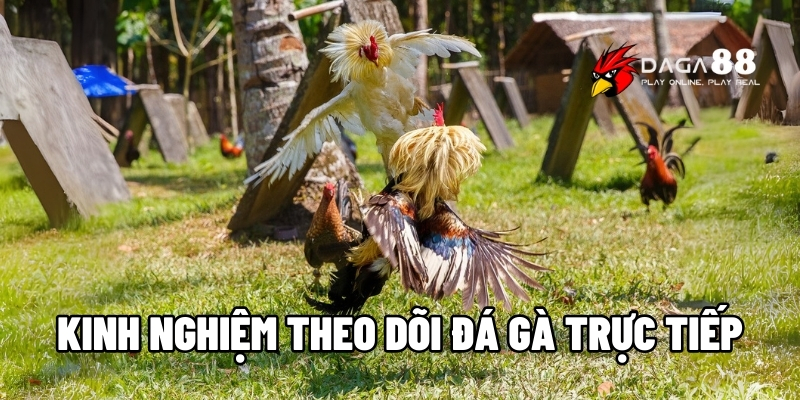 Kinh nghiệm theo dõi đá gà trực tiếp
