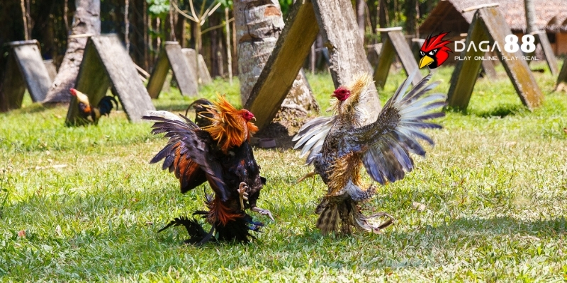 Kinh Nghiệm Theo Dõi Đá Gà Trực Tiếp Tại Daga88 2 Quan sát và phân tích diễn biến trận đấu trực tiếp