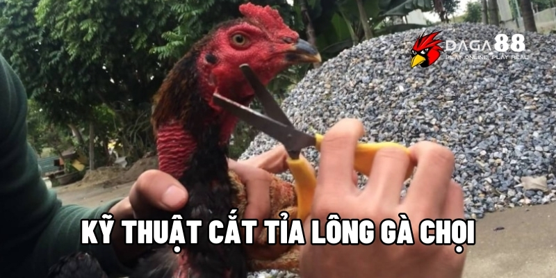 Kỹ thuật cắt tỉa lông gà chọi