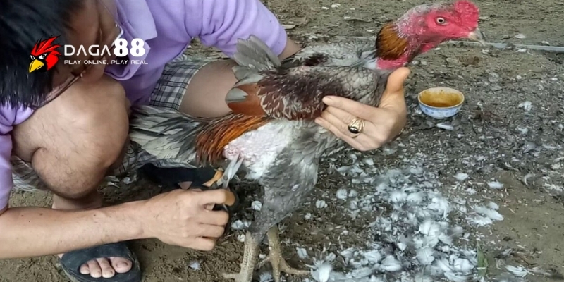 Kỹ Thuật Cắt Tỉa Lông Gà Chọi - Bí Quyết Từ Sư Kê Daga88 3 Kỹ thuật cắt tỉa lông gà chọi theo 4 vùng chính