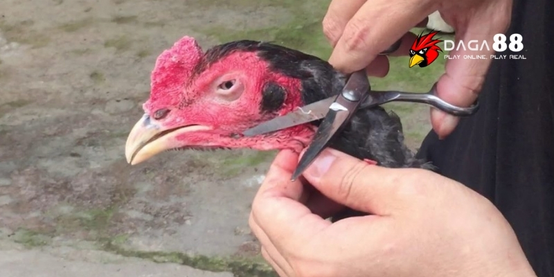 Kỹ Thuật Cắt Tỉa Lông Gà Chọi - Bí Quyết Từ Sư Kê Daga88 4 Thời điểm phù hợp để tỉa lông gà chọi