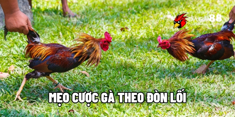 mẹo cược gà theo đòn lối