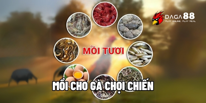 mồi cho gà chọi chiến