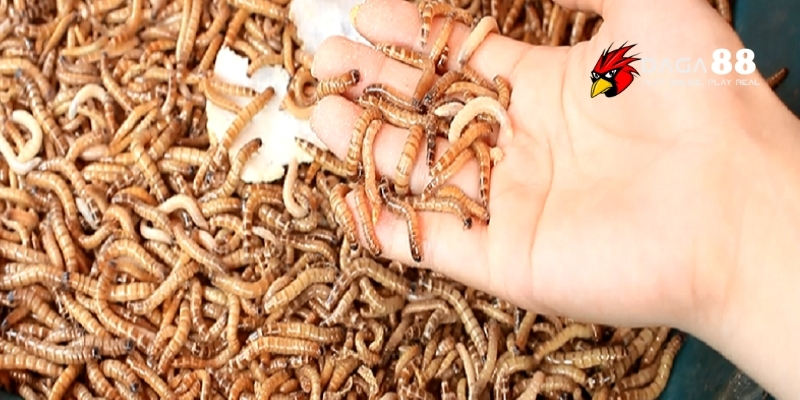 Các Loại Mồi Cho Gà Chọi Chiến Giúp Sung Mãnh Và Dễ Thắng Tại DAGA88 2 Các loại mồi tươi sống phổ biến cho gà chọi chiến