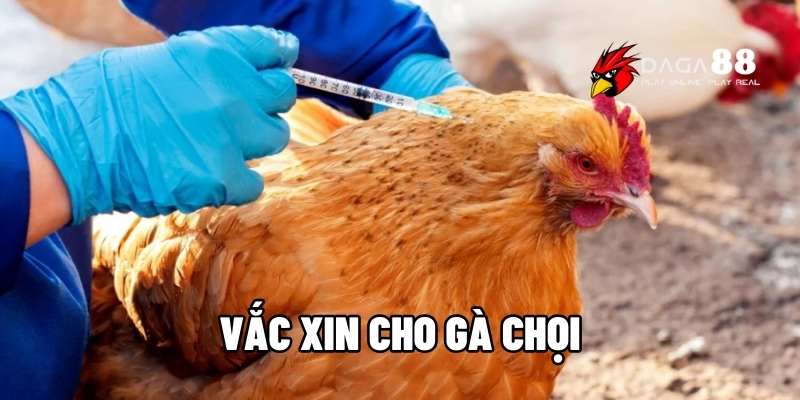 vắc xin cho gà chọi