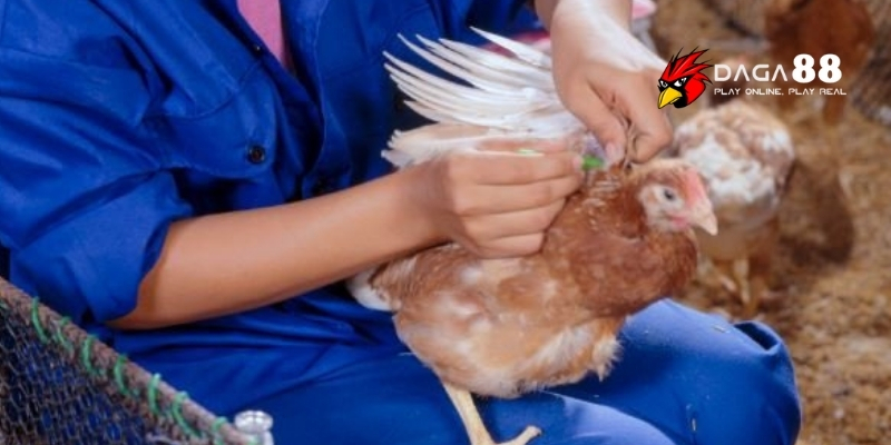 Vắc Xin Cho Gà Chọi – Cẩm Nang Phòng Bệnh Hiệu Quả Tại DAGA88 3 Các loại vắc xin phổ biến cho gà chọi hiện nay